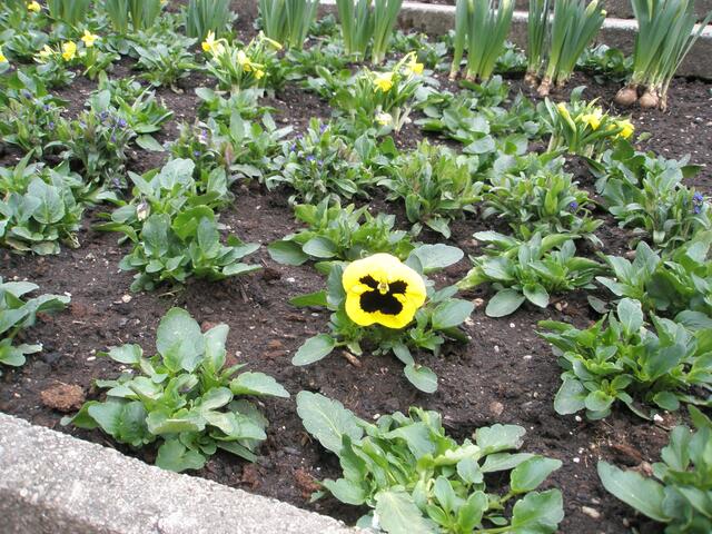 auch die Stiefmütterchen waren in gelb :-))