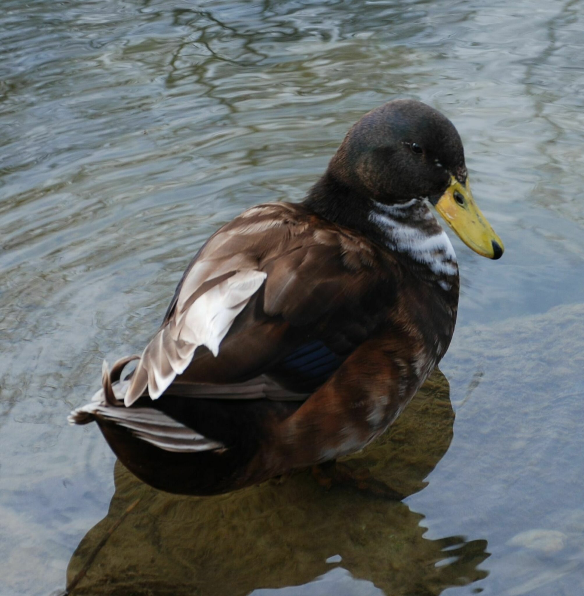 AYVRUOP 2x Faltbare Enten Tashenhaken - 15kg Tragkraft Für Schreibtisch & Wand