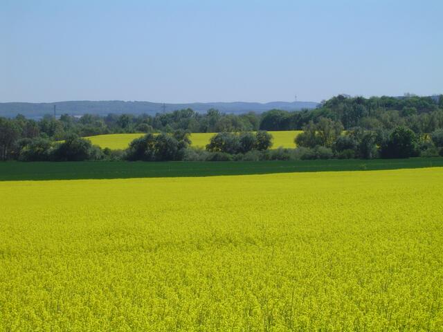 Rapsblüte im Calenberger Land.