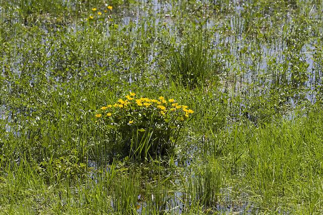 Sumpf-Dotterblumen