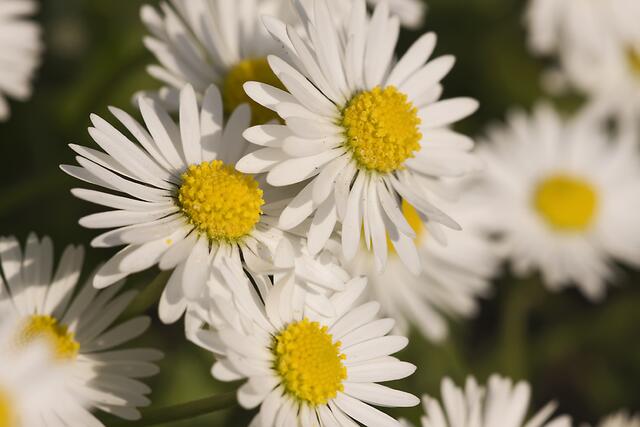 Gänseblümchen