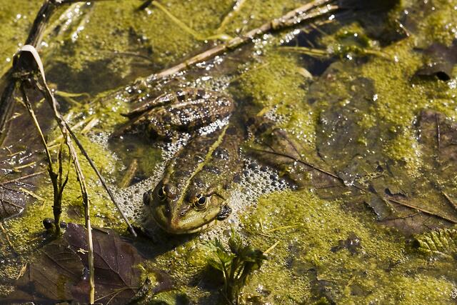 Seefrosch