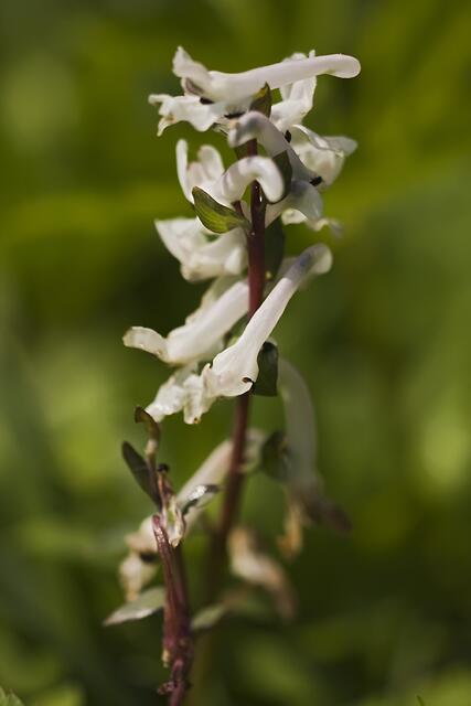 Hohler Lerchensporn