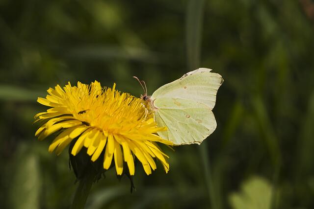 Schmetterling an Löwenzahn