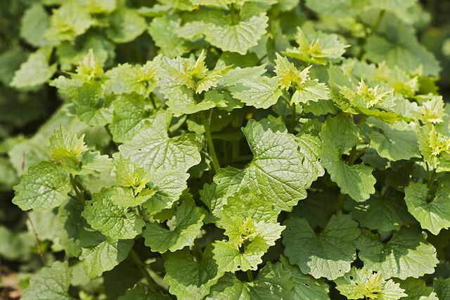 Knoblauchrauke (leider noch ohne Blüte)
