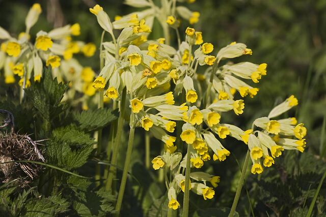 Echte Schlüsselblume