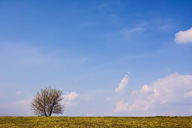 Baum in Landschaft