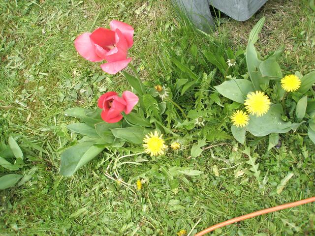 diese Blumen durften stehen bleiben