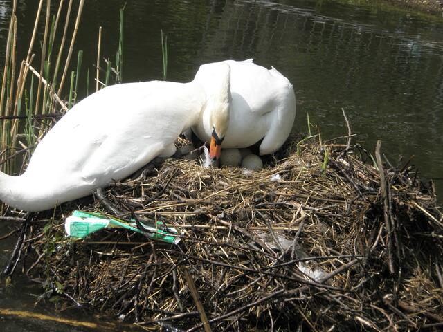 ...hier wird gewechselt - der nächste Schwan brütet nun die 5 Eier weiter