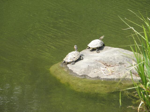 auf verschiedene Steine im See sonnten sich die Schildkröten