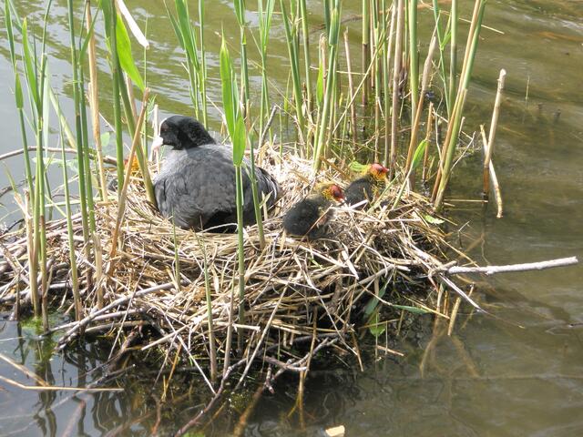 Enten und Schwan haben ihr Nest in dichter Nachbarschaft