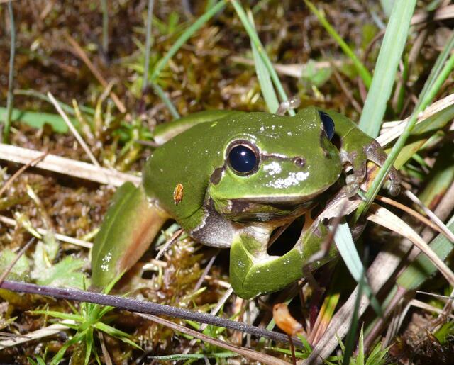 Laubfrosch "Hyla arborea"