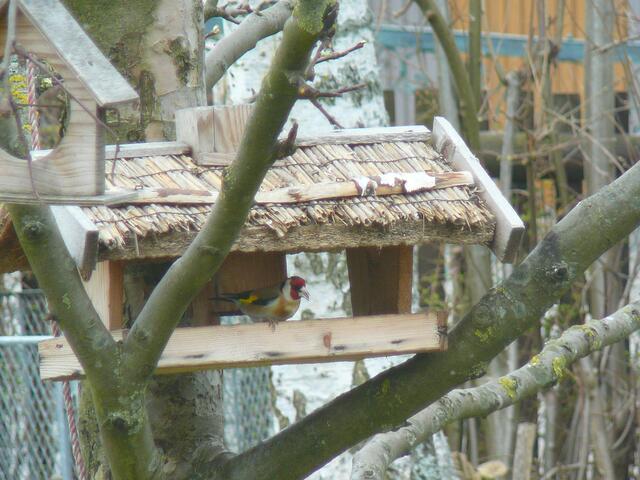 Wer kennt diesen Vogel?