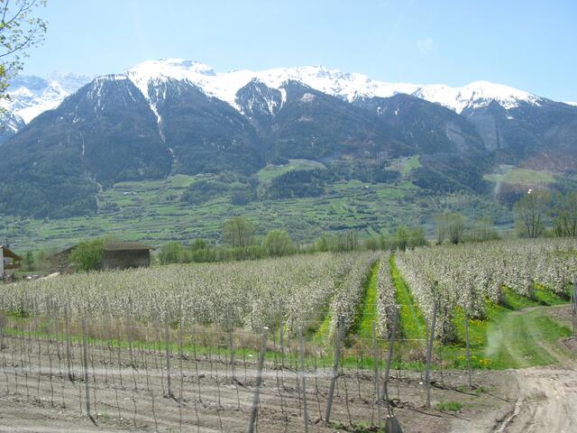 Blühende Obstbäume