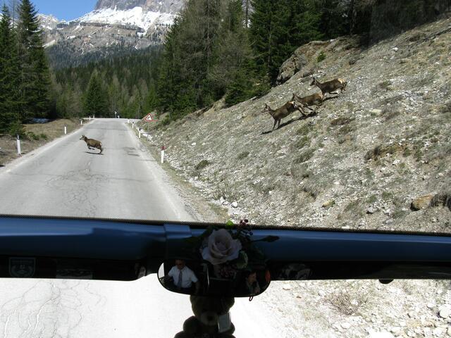 Gemsen beim Überqueren der Straße in den Dolomiten