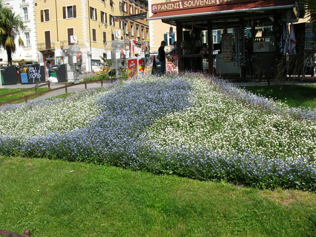 Überall herrliche Blumen