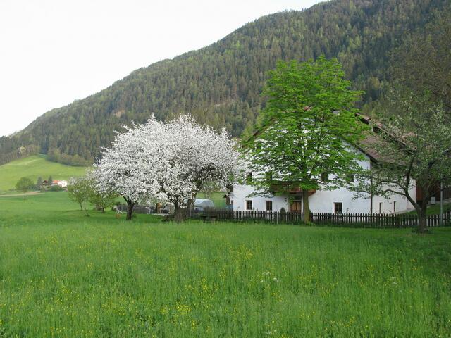blühender Baum in Sigmund