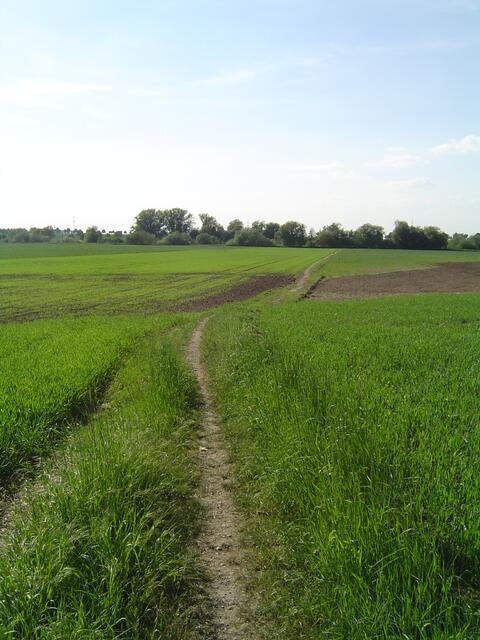 Der sogenannte Vossweg zwischen Jeinsen und Sarstedt. Jahrhunderte alter Verbindungsweg, erhaltenswert.