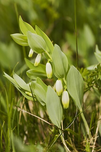 Wohlriechende Weißwurz / Salomonsiegel * Polygonatum odoratum