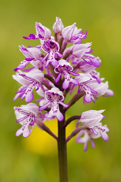Helm-Knabenkraut * Orchis militaris
