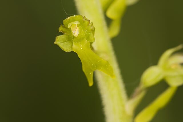 Eiförmiger Zweiblatt / Großes Zweiblatt * Listera ovata