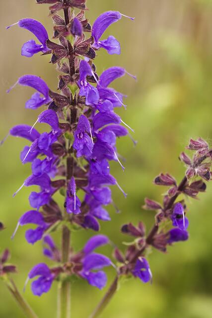 Wiesen-Salbei * Salvia pratensis