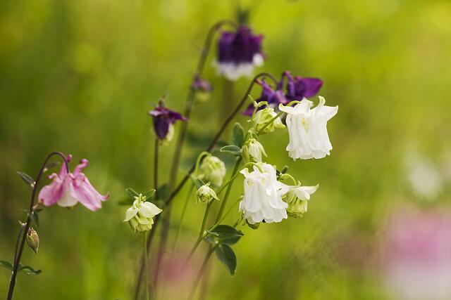 Gewöhnliche Akelei * Aquilegia vulgaris
