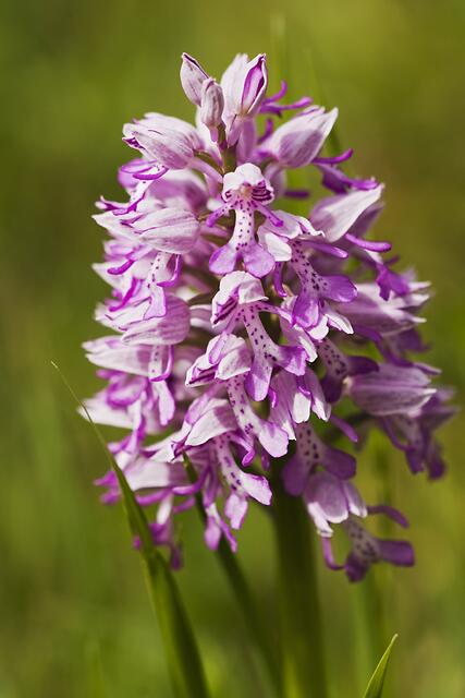 Helm-Knabenkraut * Orchis militaris