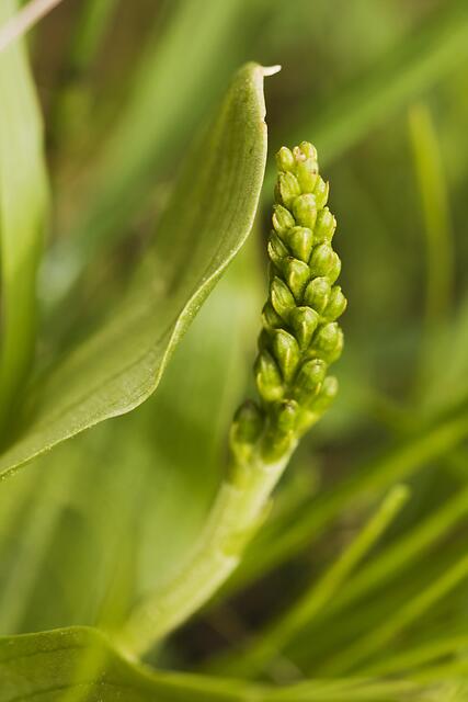 Eiförmiger Zweiblatt / Großes Zweiblatt * Listera ovata