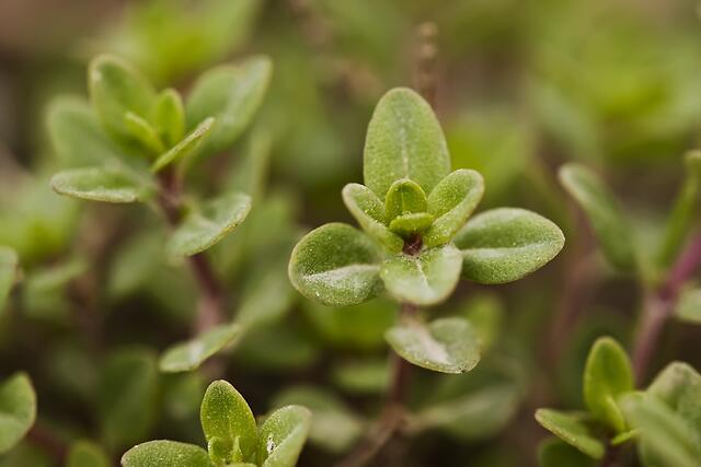 Thymian