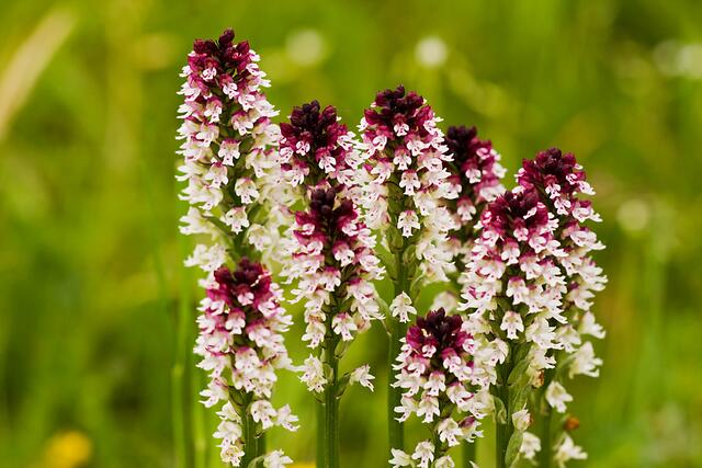 Brand-Knabenkraut * Orchis ustulata