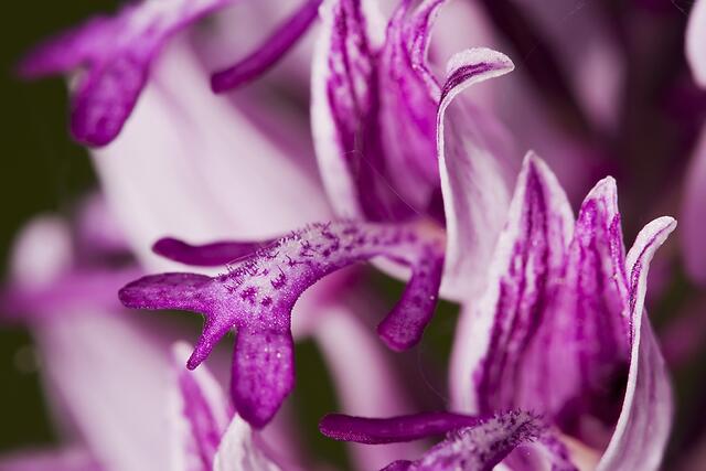 Helm-Knabenkraut * Orchis militaris