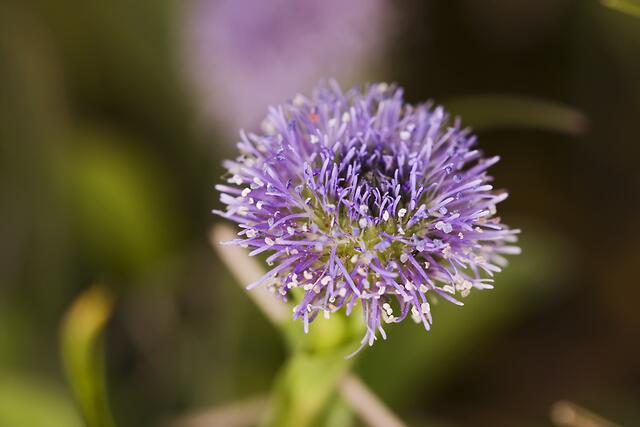 Herzblättrige Kugelblume * Globularia cordifolia