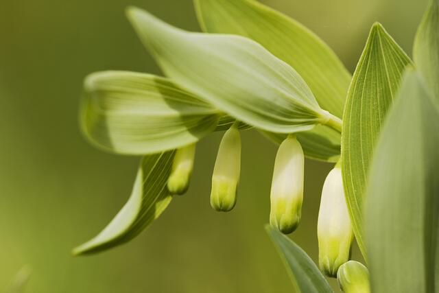 Wohlriechende Weißwurz / Salomonsiegel * Polygonatum odoratum