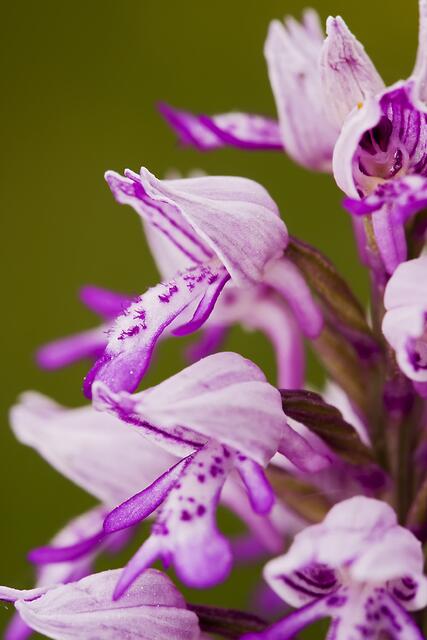 Helm-Knabenkraut * Orchis militaris