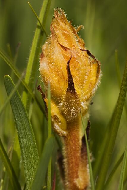 Zierliche Sommerwurz * Orobanche gracilis