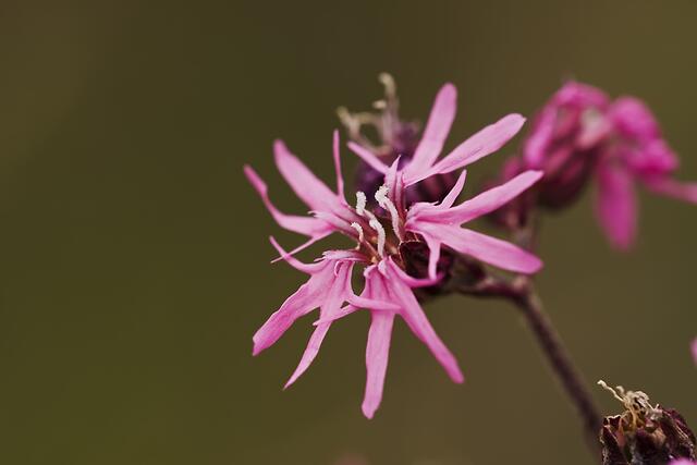 Kuckuckslichtnelke * Lychnis flos-cuculi