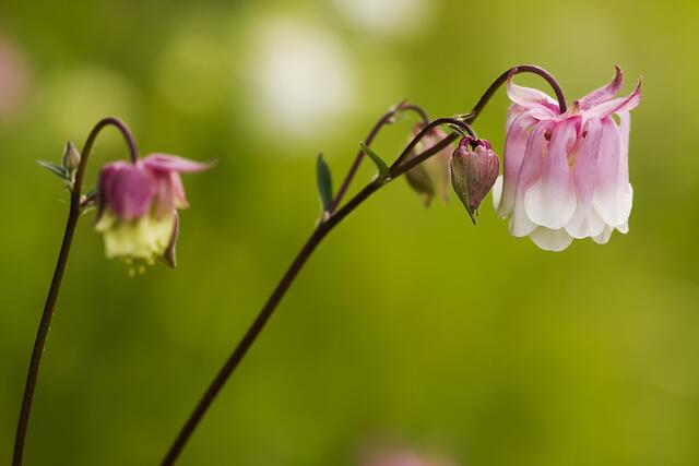 Gewöhnliche Akelei * Aquilegia vulgaris