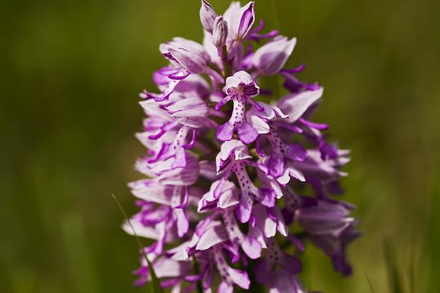 Helm-Knabenkraut * Orchis militaris