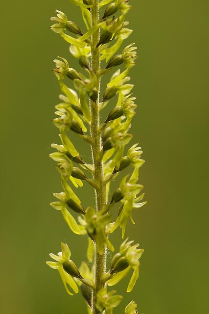 Eiförmiger Zweiblatt / Großes Zweiblatt * Listera ovata