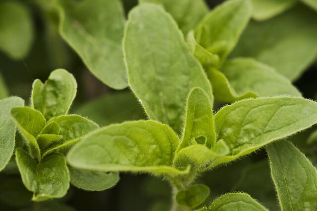 Dost / Wilder Majoran  * Origanum vulgare