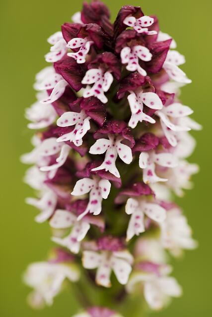 Brand-Knabenkraut * Orchis ustulata
