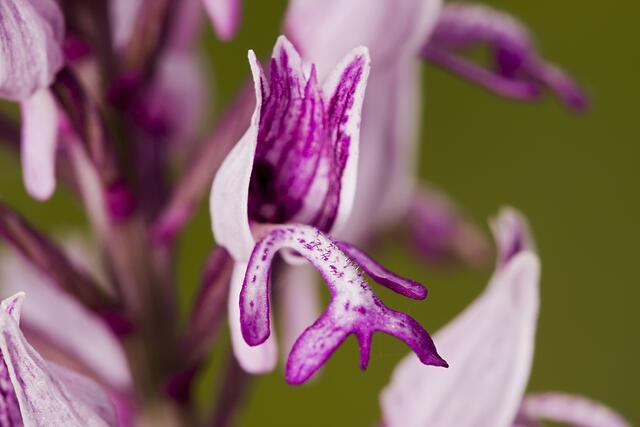 Helm-Knabenkraut * Orchis militaris