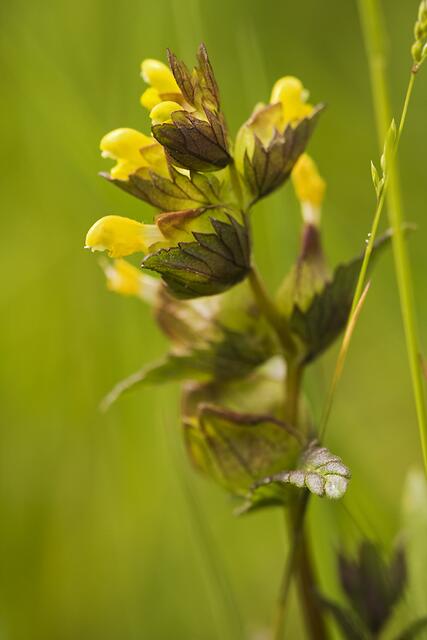 Kleiner Klappertopf * Rhinanthus minor
