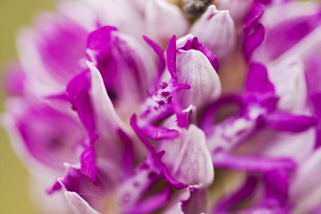 Helm-Knabenkraut * Orchis militaris