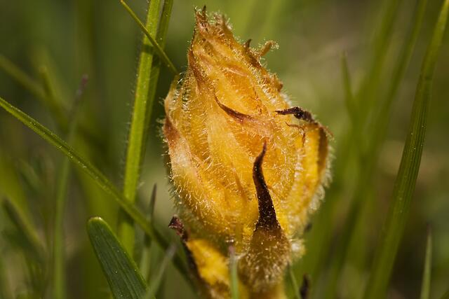 Zierliche Sommerwurz * Orobanche gracilis