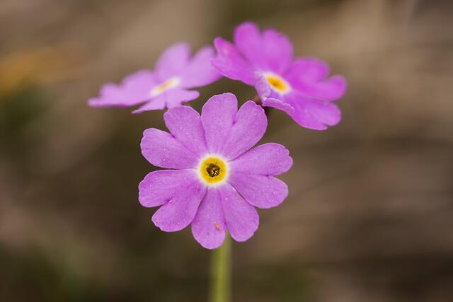 Mehlprimel * Primula farinosa