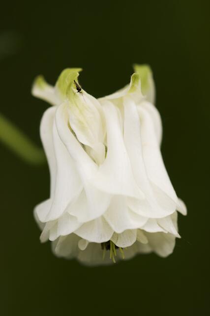 Gewöhnliche Akelei * Aquilegia vulgaris