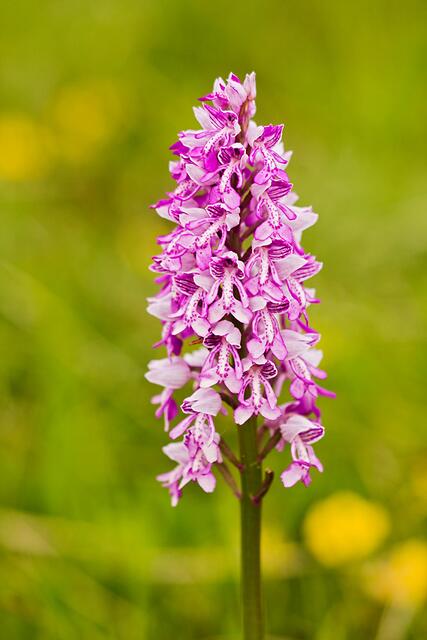 Helm-Knabenkraut * Orchis militaris