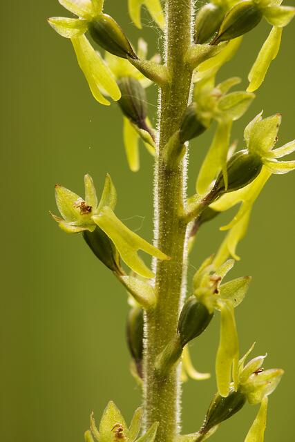 Eiförmiger Zweiblatt / Großes Zweiblatt * Listera ovata